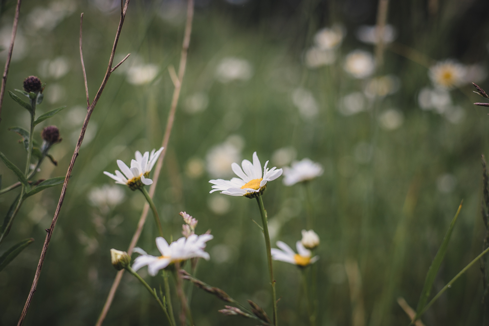 Close up of daisies on the Umberslade Estate Walk